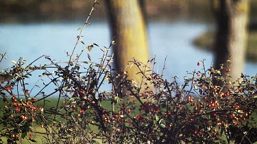 Blackbird, turdus merula, Female in Flight near a Cotoneaster, Normandy, Slow motion