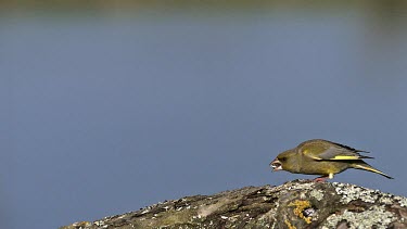 European Greenfinch, carduelis chloris, Adult in Flight, Fighting, Normandy, Slow motion