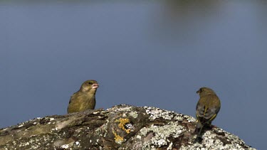 European Greenfinch, carduelis chloris, Adult in Defensive Posture, Ejecting Seeds from its Beak, Normandy, Slow motion