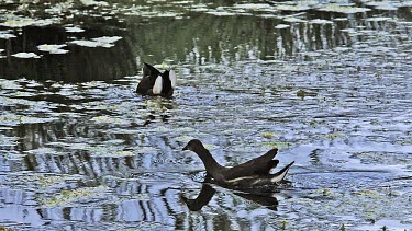 Common Moorhen or European Moorhen, gallinula chloropus, Immature in Flight Taking off, Pond in Normandy, Slow motion