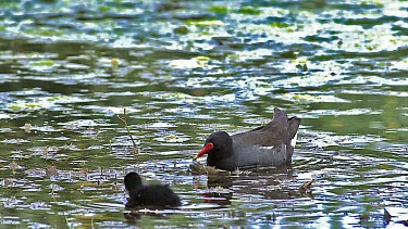 Common Moorhen or European Moorhen, gallinula chloropus, Adult with Chick, Pond in Normandy, Slow motion