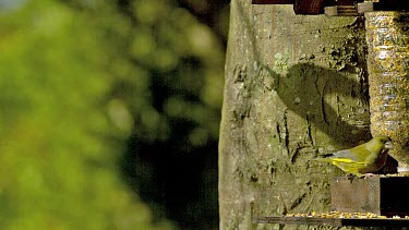 European Greenfinch, carduelis chloris, Adult eating Food at Trough, in Flight Normandy, Slow motion