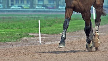 Horse racing, French Trotter, harness racing at racecourse, Caen, Normandy, France