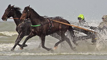 Horse racing, French Trotter, harness racing during Training on the Beach, Cabourg in Normandy, France