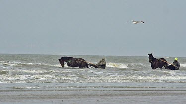 Horse racing, French Trotter, harness racing during Training on the Beach, Cabourg in Normandy, France