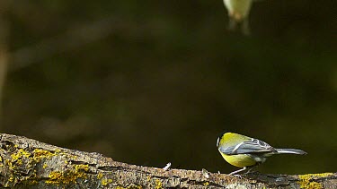 Great Tit, parus major, Male in Taking of with Food in its Beak, Brambling Landing, fringilla montifringilla, Normandy, slow motion