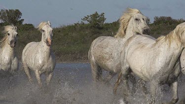 Camargue Horse, Herd galloping through Swamp, Saintes Marie de la Mer in Camargue, in the South of France, Slow Motion