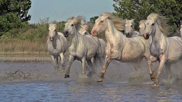 Camargue Horse, Herd galloping through Swamp, Saintes Marie de la Mer in Camargue, in the South of France, Slow Motion