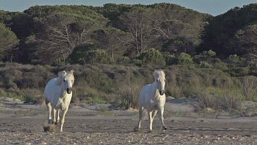 Camargue Horse Galloping on the Beach, Saintes Marie de la Mer in Camargue, in the South of France, Slow Motion