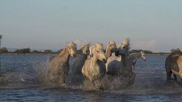 Camargue Horse, Herd galloping through Swamp, Saintes Marie de la Mer in Camargue, in the South of France, Slow Motion