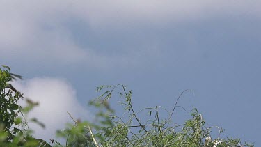 White Stork, ciconia ciconia, Adult in Flight with Nesting Material in Beak, Alsace in France, Slow Motion