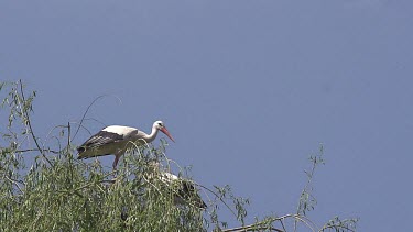 White Stork, ciconia ciconia, Pair standing on Nest, one in Flight, Alsace in France, Slow Motion