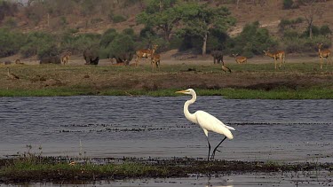 Great White Egret, egretta alba, Adult taking off from Chobe River, in Flight, Okavango Delta in Botswana, Slow Motion