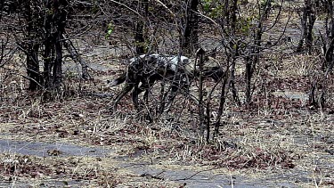 African Wild Dog, lycaon pictus, Moremi Reserve, Okavango Reserve in Botswana, Slow motion