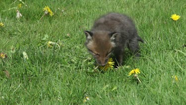 Red Fox, vulpes vulpes, Pup Eating Dandelion Flowers, Normandy in France, Real Time