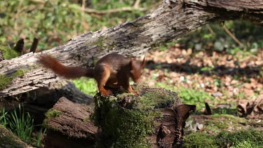 Red Squirrel, sciurus vulgaris, Adult Finding Hazelnut in Tree Stump and Walking away, Normandy in France, Real Time