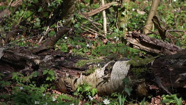 Red Squirrel, sciurus vulgaris, Adult Running on Branch, Normandy in France, Real Time