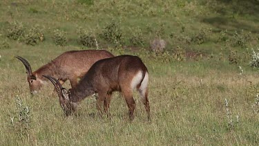 Defassa Waterbuck, kobus ellipsiprymnus defassa, Male eating Grass, Nakuru Park in Kenya, Real Time