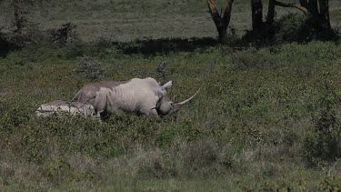 Black Rhinoceros, diceros bicornis, Female with Calf, Nakuru Park in Kenya, Real Time