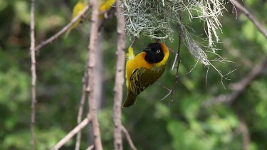 Speke's Weaver, ploceus spekei, Male standing on Nest, Bogoria Park in Kenya, Real Time