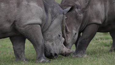 White Rhinoceros, ceratotherium simum, Female with Young, Nakuru Park in Kenya, Real Time