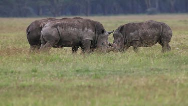 White Rhinoceros, ceratotherium simum, Youngs fighting, Nakuru Park in Kenya, Real Time