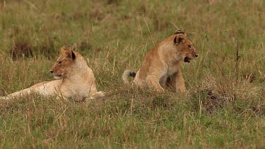 African Lion, panthera leo, Group standing near Bush, Cub playing with Male, Samburu Park in Kenya, Real Time