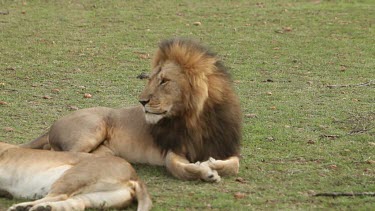 African Lion, panthera leo, Female laying down and Male Yawning, Masai Mara Park in Kenya, Real Time