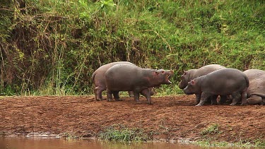 Hippopotamus, hippopotamus amphibius, Adults sleeping and Youngs playing, Masai Mara Park in Kenya, Real Time