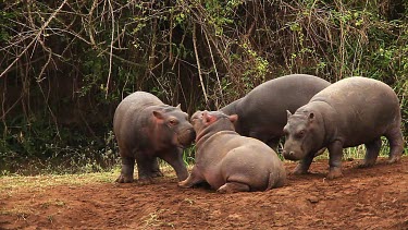 Hippopotamus, hippopotamus amphibius, Youngs playing, Masai Mara Park in Kenya, Real Time