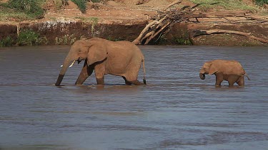 African Elephant, loxodonta africana, Adult and Calf crossing River, Samburu Park in Kenya, Real Time