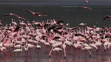 Lesser Flamingo, phoenicopterus minor, Group having Bath, Some in Flight, Colony at Bogoria Lake in Kenya, Real Time