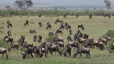 Blue Wildebeest, connochaetes taurinus, Herd walking through Savanna during Migration, Masai Mara Park in Kenya, Real Time