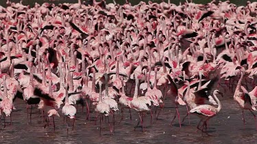 Lesser Flamingo, phoenicopterus minor, Group moving in Water, Colony at Bogoria Lake in Kenya, Real Time