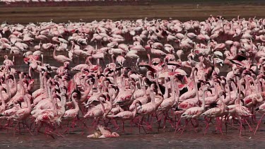 Lesser Flamingo, phoenicopterus minor, Group having Bath, Colony at Bogoria Lake in Kenya, Real Time