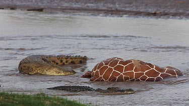 Nile Crocodile, crocodylus niloticus, Adults on a Kill, a Reticulatd Giraffe drown in River, Samburu Park in Kenya, Real Time