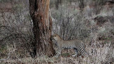 Leopard, panthera pardus, Adult walking in Bush, Masai Mara Park in Kenya, Real Time