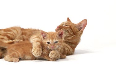 Red Tabby Domestic Cat, Female with Kitten against White Background, Slow motion