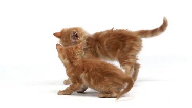 Red Tabby Domestic Cat, Kittens playing against White Background, Slow motion