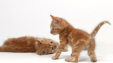Red Tabby Domestic Cat, Kittens playing against White Background, Slow motion