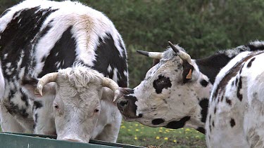 Normandy Cattle, Cows eating Grass, Normandy, Real Time
