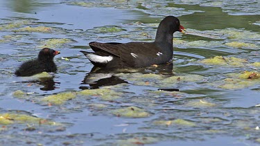 Common Moorhen or European Moorhen, gallinula chloropus, Adult with Chick eating Insects, Pond in Normandy, Real Time