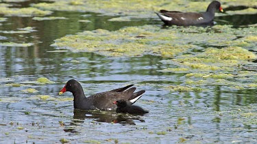 Common Moorhen or European Moorhen, gallinula chloropus, Adult with Chick eating Insects, Pond in Normandy, Real Time