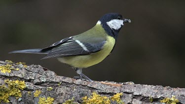 Great Tit, parus major, Adult with Seed in its Beak, Taking off from Branch, Normandy, Real Time