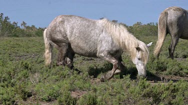 Camargue Horse Rollling on Ground, Saintes Marie de la Mer in Camargue, in the South of France, Real Time