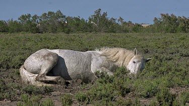 Camargue Horse Rollling on Ground, Saintes Marie de la Mer in Camargue, in the South of France, real Time