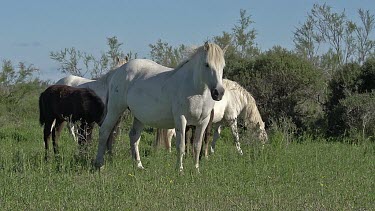 Camargue Horse, Mares and Foal, Saintes Marie de la Mer in The South of France, Real Time
