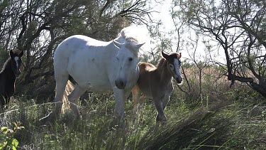Camargue Horse, Herd standing in Tall Grass, Saintes Marie de la Mer in The South of France, Real Time