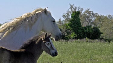 Camargue Horse, Mare and Foal, Saintes Marie de la Mer in The South of France, Real Time