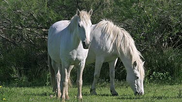 Camargue Horse, Mares, Saintes Marie de la Mer in The South of France, Real Time